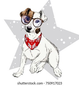Vector portrait of Jack russel terrier dog wearing winter bandana and glasses. Isolated on star, snow. Sketched color illustration. Christmas, Xmas, New year. Party decoration, promotion greeting card