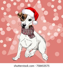 Vector portrait of Jack russel terrier dog wearing santa hat and scarf. Isolated on star and sparkle lights. Sketched color illustration. Christmas, Xmas, New year. Party decoration, greeting card.