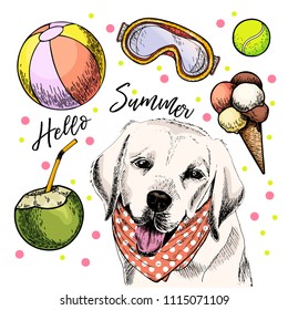 Vector portrait of Labrador retriever dog. Hello summer illustration. Coconut cocktail, balls, ice cream. Hand drawn pet portait. Poster, t-shirt print, holiday celebration, postcard, summertime.