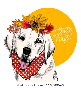 Vector portrait of Labrador retriever dog wearing autumn leaves crown. Hello fall illustration. Oak, maple, chestnut, rowen. Hand drawn pet portait. Poster, t-shirt print, postcard, seasonal greeting