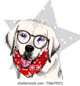 Vector portrait of Labrador retriever dog wearing winter bandana and glasses. Isolated on star, snow. Sketched color illustration. Christmas, Xmas, New year. Party decoration, promotion, greeting card