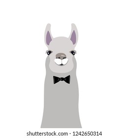 Vector portrait of lama in flat style