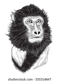 Vector portrait of monkey on white background