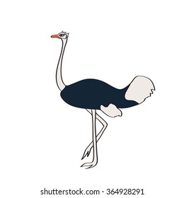 Vector portrait of an ostrich on white background

