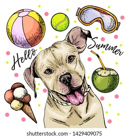 Vector portrait of pit bull terrier dog. Hello summer cartoon illustration. Coconut cocktail, balls, ice cream. Hand drawn pet portait. Poster, t-shirt print, holiday celebration, postcard, summertime