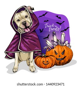 Vector portrait of Pit Bull Terrier dog wearing coat and pumpkins with crystal crown. Halloween illustration.Trick or treats. Hand drawn pet portait. Poster, print, postcard, seasonal greeting

