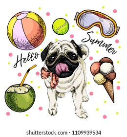 Vector portrait of pug dog. Hello summer cartoon illustration. Coconut cocktail, balls, ice cream. Hand drawn pet portait. Poster, t-shirt print, holiday celebration, postcard, summertime