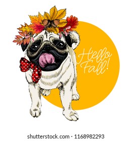 Vector portrait of Pug dog wearing autumn leaves crown. Hello fall illustration. Oak, maple, chestnut, rowen. Hand drawn pet portait. Poster, t-shirt print, postcard, seasonal greeting