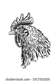 Retrato vectorial de gallo aislado en fondo blanco, ave