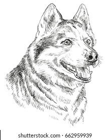Vector Portrait of siberian husky in black color hand drawing Illustration on white background