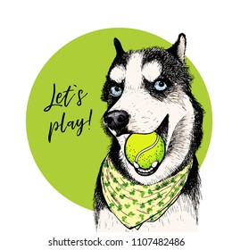 Vector portrait of Siberian husky dog with tennis ball. Let s play. Green curveball. Summer cartoon illustration. Hand drawn pet portait. Poster, t-shirt print, holiday, postcard, summertime