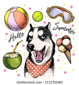 Vector portrait of Siberian husky dog. Hello summer cartoon illustration. Coconut cocktail, balls, ice cream. Hand drawn pet portait. Poster, t-shirt print, holiday celebration, postcard, summertime. 