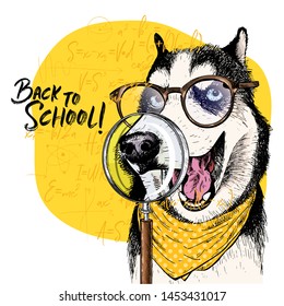 Vector portrait of Siberian Husky dog with magnifying glass and big nose reflection. Back to school illustration. Math formulas on background. Hand drawn pet portait. Study poster, student cartoon