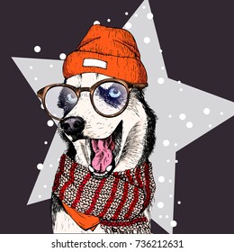 vector portrait of Siberian husky dog wearing beanie, glasses and scarf. Isolated on star and snow. Sketched colored illustration. Christmas, Xmas, New year. Party decoration, promotion, greeting card