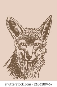 Vector portrait of sly fox on  sepia background,graphical vintage drawing