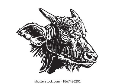 Vector portrait of small African buffalo on white background, illustation