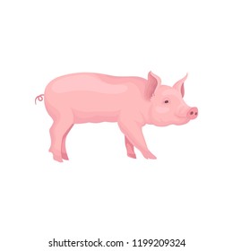 Vector portrait of standing pig, side view. Domestic animal with pink skin, swirling tail, flat snout and hooves