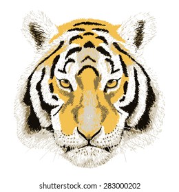 Vector Portrait of a Tiger. Beautiful face big cat.