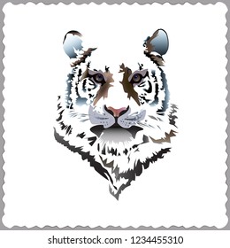 Vector portrait of a tiger on a white background with postcard frame.