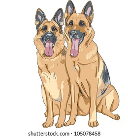 vector portrait of two dog German shepherd breed sitting and smile with his tongue hanging out