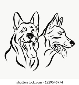 Vector portrait of two german shepherd dogs