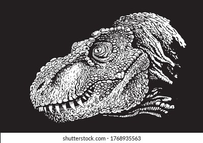 Vector portrait of tyrannosaurus isolated on black background, engraved illustration