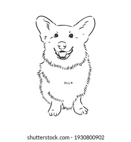 Vector portrait of welsh corgi pembroke. Hand drawn domestic dog illustration. Vector illustration for decoration, design logotype, leaflet, catalog, pet shops, veterinary clinics