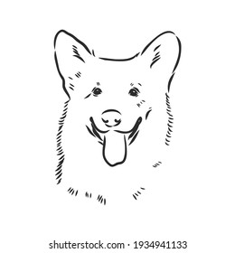 Vector portrait of welsh corgi pembroke. Hand drawn domestic dog illustration. Vector illustration for decoration, design logotype, leaflet, catalog, pet shops, veterinary clinics