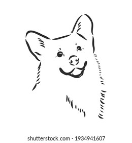 Vector portrait of welsh corgi pembroke. Hand drawn domestic dog illustration. Vector illustration for decoration, design logotype, leaflet, catalog, pet shops, veterinary clinics