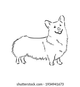 Vector portrait of welsh corgi pembroke. Hand drawn domestic dog illustration. Vector illustration for decoration, design logotype, leaflet, catalog, pet shops, veterinary clinics