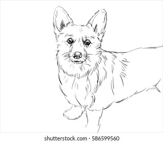 Vector portrait of welsh corgi pembroke. Hand drawn domestic dog illustration. Vector illustration for decoration, design logotype, leaflet, catalog, pet shops, veterinary clinics