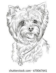 Vector Portrait of Yorkshire Terrier in black color hand drawing Illustration on white background