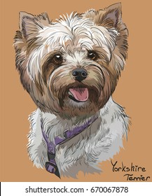 Vector Portrait of Yorkshire Terrier in diferent color hand drawing Illustration on orange background