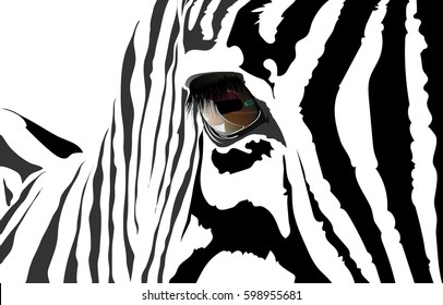 Vector portrait of a zebra. The eye of a zebra. Close-up