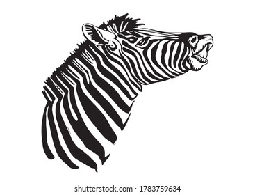 Vector portrait of zebra  isolated on white, graphical illustration