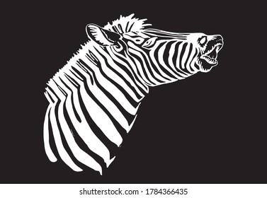 Vector portrait of zebra  isolated on black, graphical engraved illustration
