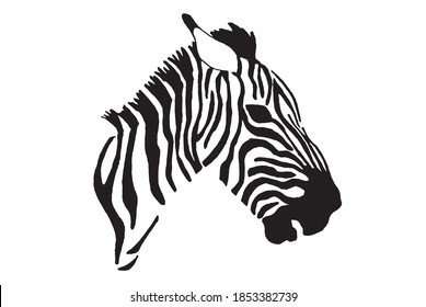 Vector portrait of zebra isolated on white background, illustration