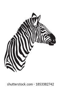 Vector portrait of zebra isolated on white background, illustration