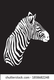 Vector portrait of zebra isolated on black background, engraved illustration