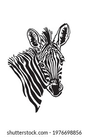 Vector portrait of zebra for tattoo,printing,design,illustration in graphical style