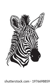Vector portrait of zebra for tattoo,printing,design,illustration in graphical style