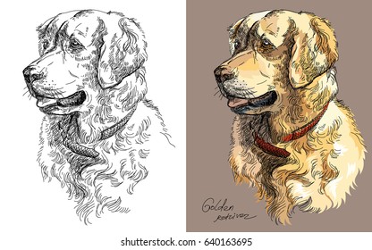 Vector Portraits black   white   colorful brown background dog Golden retriever hand drawing Illustration