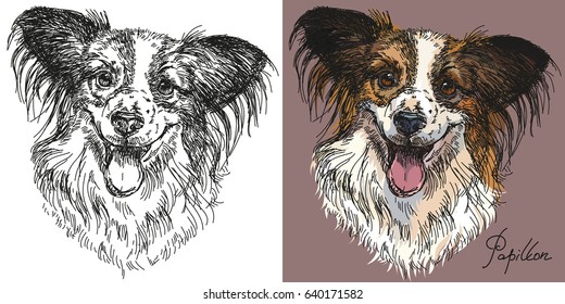 Vector Portraits of black and white and colorful on pink background dog Papillon hand drawing Illustration
