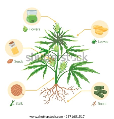 Vector poster of cannabis and various products produced from it. Colorful illustrations of pills, capsules, oil extract, yarns made of hemp seeds, flowers, leaves, stalks. Cannabis industry concept
