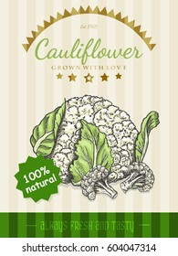 Vector poster with a cauliflower in a sketch style. Vector illustration for your design