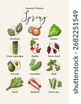 Vector poster with colorful hand drawn illustrations of seasonal spring produce: artichoke, onion, lettuce, green asparagus, radish, swiss chard, avocado, cucumber, basil, sorrel, rhubarb