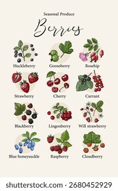 Cartaz vetorial com ilustrações coloridas desenhadas à mão de bagas sazonais: huckleberry, gooseberry, rosehip, morango, cereja, groselha, amora-preta, lingonberry, morango selvagem, madressilva azul, ras