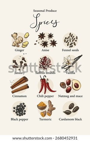 Vector poster with colorful hand drawn illustrations of seasonal spices: ginger, anise, fennel seeds, cloves, saffron strands, vanilla, cinnamon, chili pepper, nutmeg and mace, black pepper, turmeric,