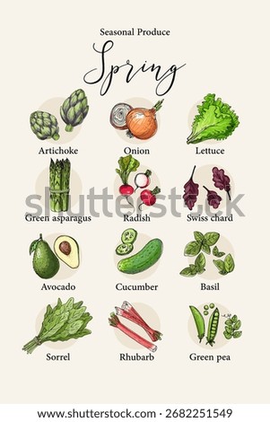 Vector poster with colorful hand drawn illustrations of seasonal spring produce: artichoke, onion, lettuce, green asparagus, radish, swiss chard, avocado, cucumber, basil, sorrel, rhubarb