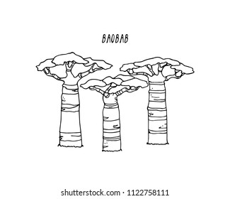 Vector  poster with hand drawn baobab trees. Beautiful design elements, ink drawing, logo template